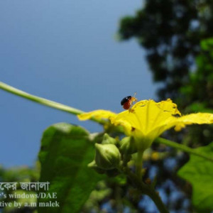 ধুন্দলের ফ্লি বিটল