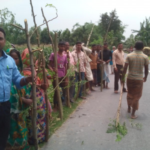 সজিনা কাটিং রোপন,...